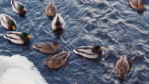 Ducks on lake in winter time