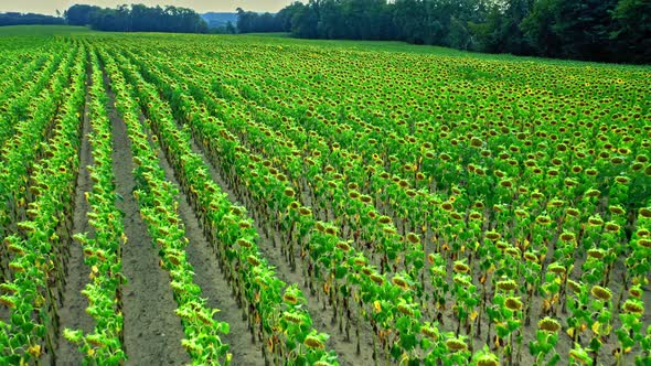 Summer dry field of sunflowers. Agriculture in Poland. Dry farmlands.