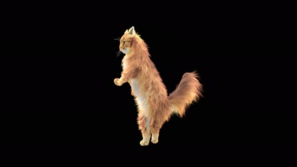 Cat Dancing 4K