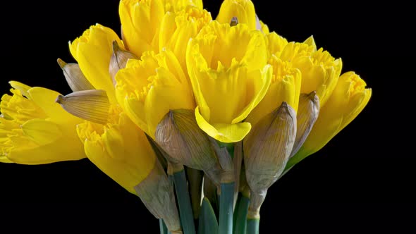 Time Lapse of Flowering Daffodil