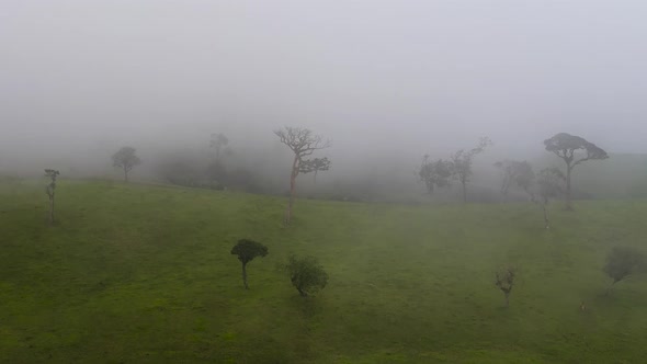Trees and Meadows in Fog and Haze
