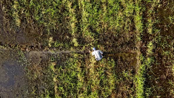 Aerial top-down directly above farmer working land, Dominican Republic. Static view