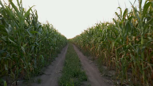 Drone Flies Close To Countryside Road Between Green Corn Fields at Summer Evening