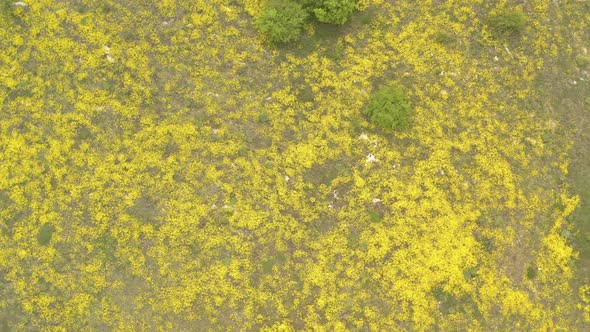 Above fields of Rock madwort Alyssum Aurinia saxatilis flower 4K drone footage