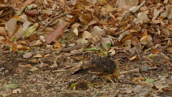 Bird of prey with beak deformation eating on the ground, in a Panama tropical forest