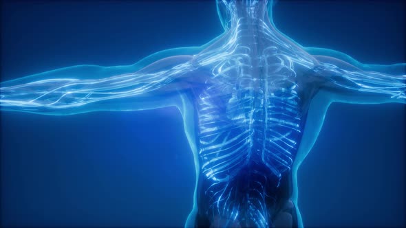 Blood Vessels of Human Body alt