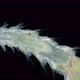 Worm Polychaeta family Amphinomidae under a microscope - VideoHive Item for Sale