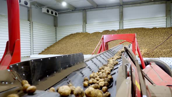 Close-up, Potatoes Move on Special Conveyor Machinery Belt and Fit Into a Storage Room, a Warehouse