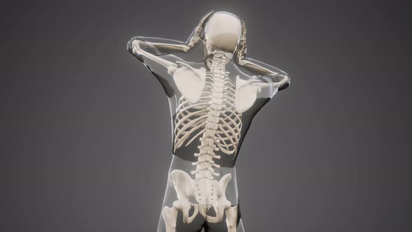 Human Skeleton Radiography Medical Scan alt
