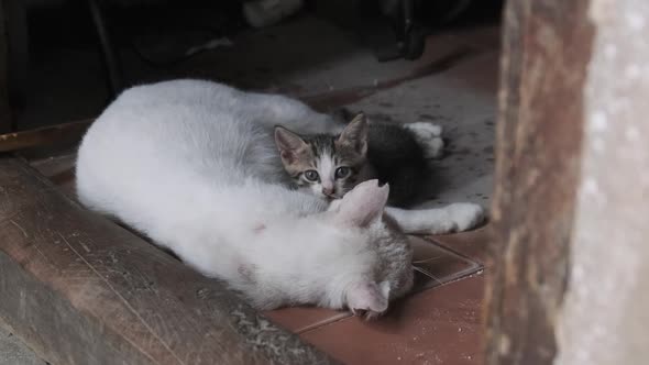 Wild Stray Nursing Mother Cat and Kitten on a Dirty Street in Africa Zanzibar