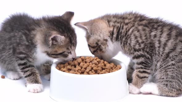 Two Striped Kittens Eating Fresh Dry Cat Food for Small Kittens