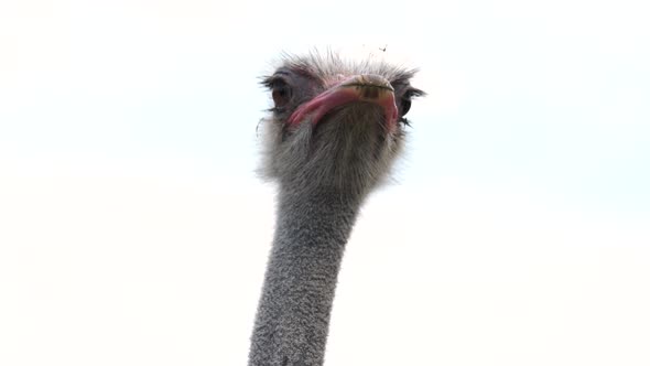 Ostrich Head Isolated on White Background