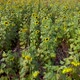 Sunflower Field  - VideoHive Item for Sale