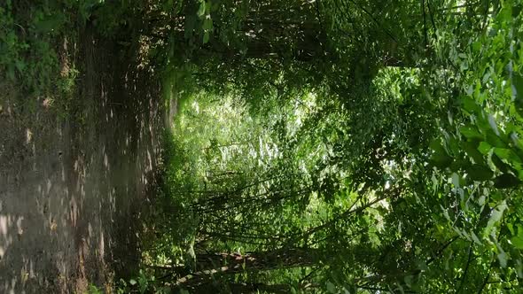 Vertical Video of Green Forest By Day