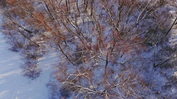 Snowy Winter Forest Scene Snow Covered Fir Trees in Heavy Snowfall