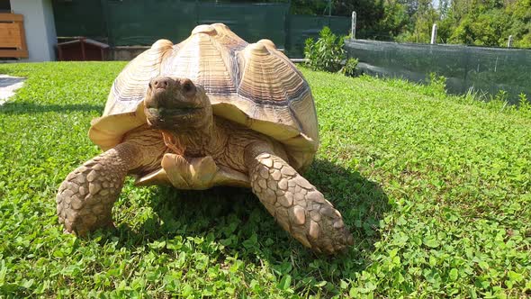 Spectacular angry Sulcata turtle walking fast toward camera