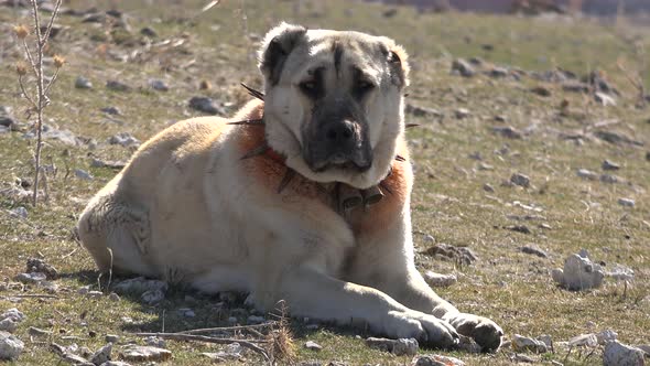 Shepherd Dog in Meadow