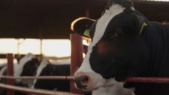 A cow on a farm in a stall. close-up. Slow motion. farm sunset