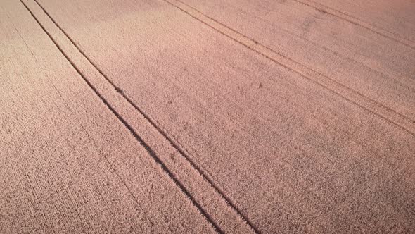 Agriculture wheat field with traces of tractor wheels