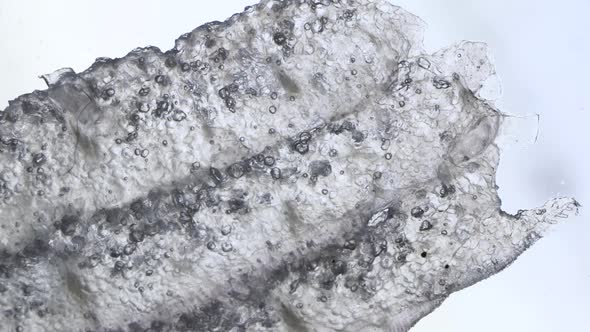 Tissue Microscopic Test alt