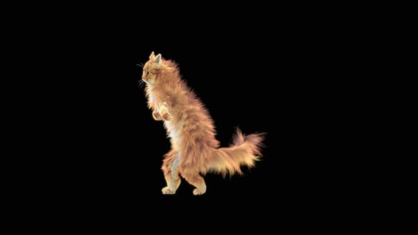 Cat Dancing HD