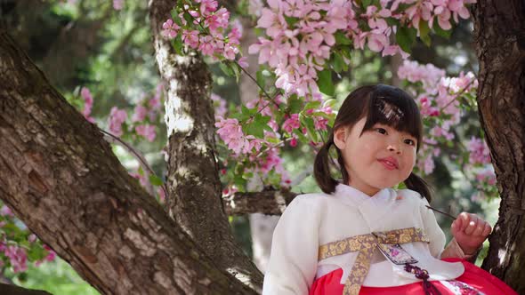 Korean Girl Child in a National Costume Sit on Tree Branch in a Garden with Cherry Blossoms in