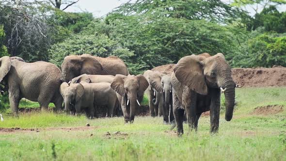 Wild male elephant protecting females and babies, in a grassland near the bush, Kenya, Africa