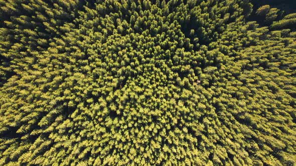 Top Down Flat Aerial View of Dark Lush Forest with Green Trees Canopies in Summer