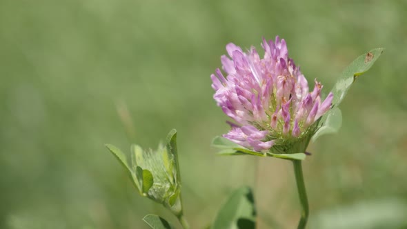 Close-up Herbaceous specie red clover plant in the field  4K 2160p 30fps UltraHD footage - Shallow D