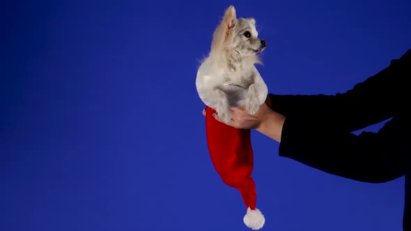 A Man with Two Hands Holds an Adorable Chihuahua Whose Hind Legs are Tucked Into a Red Santa Claus