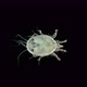 Soil mite of the Acaridae family under a microscope. saprophages - VideoHive Item for Sale