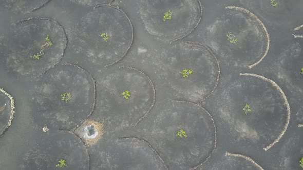 Aerial Scenic View of Vineyards on Black Volcanic Soil of Lanzarote, Canary Islands, Spain, Europe.