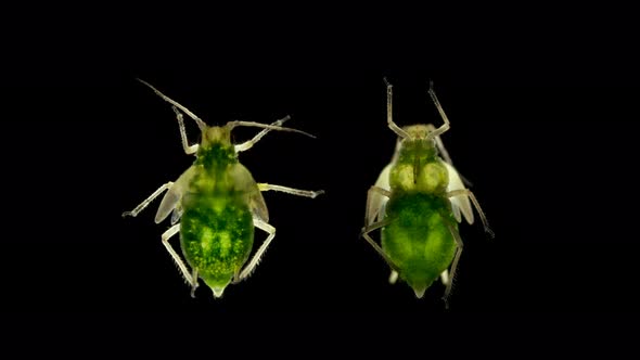 Aphid Under a Microscope, an Insect Living on Leaves of Trees and Shrubs, Feeds on Plant Sap, Many