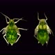 Aphid Under a Microscope, an Insect Living on Leaves of Trees and Shrubs, Feeds on Plant Sap, Many - VideoHive Item for Sale