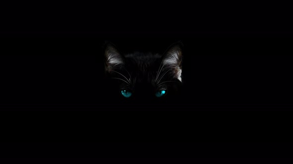 Head and Blue Eyes of a Black Cat on a Dark Background