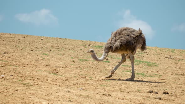 Common Ostrich Pecking Food On Its Natural Habitat In Anseong Farmland, South Korea. Close Up Shot