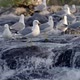 Seagulls Looking For Fish in River - VideoHive Item for Sale