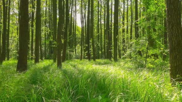 Forest & sunrays