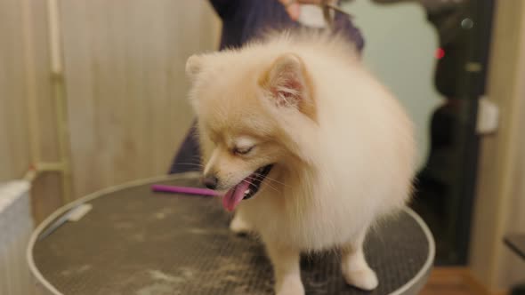 Close up of groomer thinning bushy dog fur with scissors in dog spa