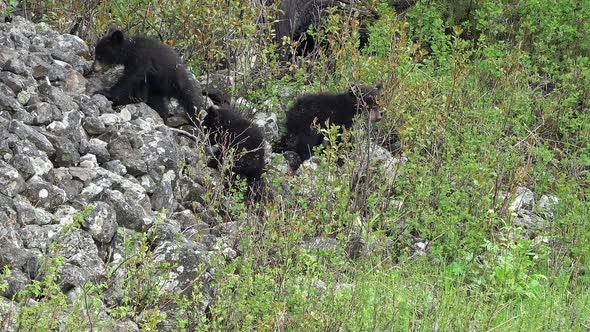 3 wild black bear cubs on rocky hillside