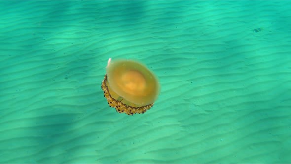 Scared little fish hides behind jellyfish swimming underwater