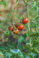 Cherry tomatoes in a garden. - PhotoDune Item for Sale