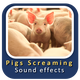 Pigs Screaming Sounds