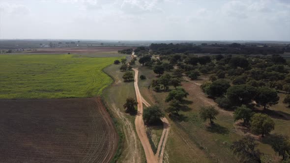 Aerial drone shot of healthy forest woodland trees next to deforested field farmland