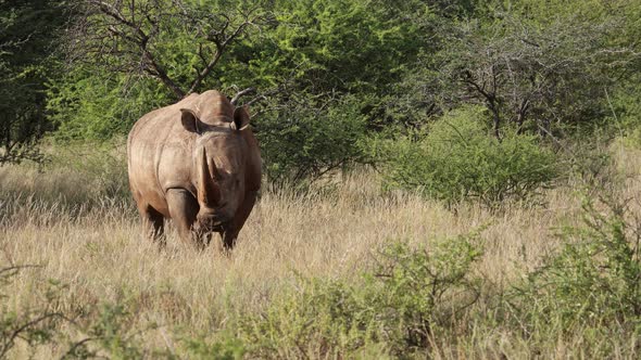 White Rhinoceros In Natural Habitat