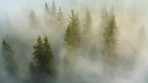 Magical Mountain Forest Covered By Morning Fog