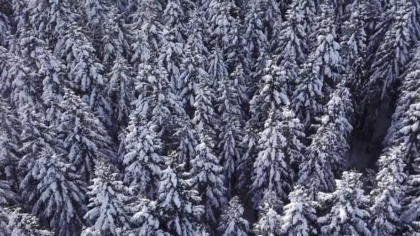 Winter Coniferous Forest with a Copter. View From Above. Aerial View