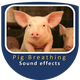Pig Breathing Sounds