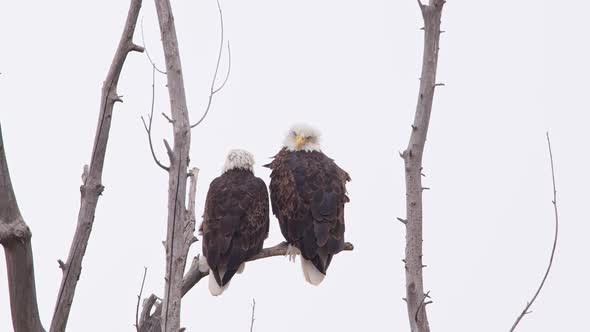 Pair of Bald Eagles perched in a tree as the wind blows and they fly