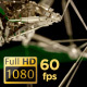 Techno Plexus Background 02 - VideoHive Item for Sale
